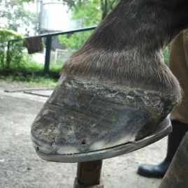 Hoof Crack Repair