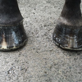 Hoof Crack Repair