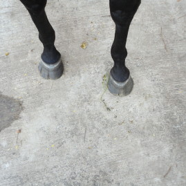 Hoof Crack Repair