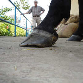 Hoof Crack Repair