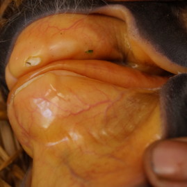 NIE Foal transfusion in the field