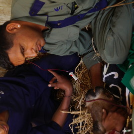 NIE Foal transfusion in the field