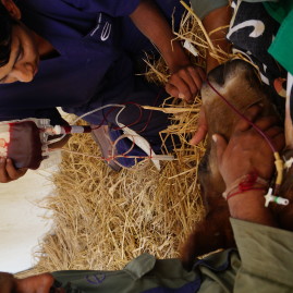 NIE Foal transfusion in the field