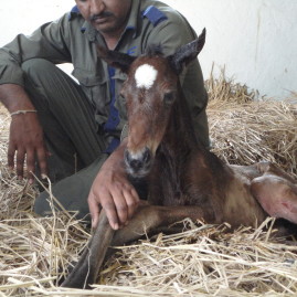 NIE Foal transfusion in the field