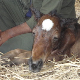 NIE Foal transfusion in the field