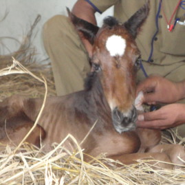 NIE Foal transfusion in the field