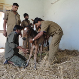 NIE Foal transfusion in the field