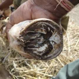 Sole injury management