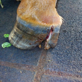 Hoof injury in a foal