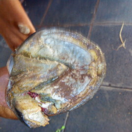 Hoof injury in a foal