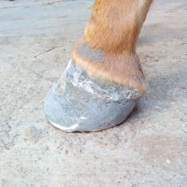 Hoof injury in a foal