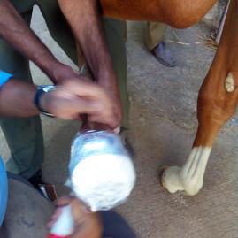 Hoof injury in a foal