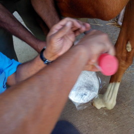 Hoof injury in a foal