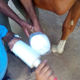 Hoof injury in a foal