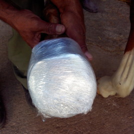 Hoof injury in a foal