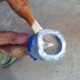 Hoof injury in a foal